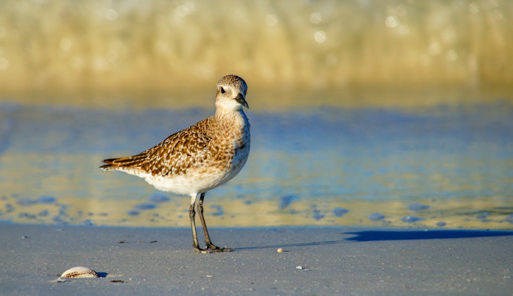A lone shorebird with vibrant plumage stands on a sandy beach, ready to take flight.
